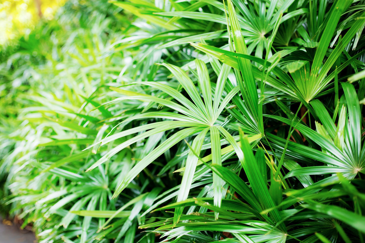 FULL FRAME SHOT OF FRESH GREEN PLANT