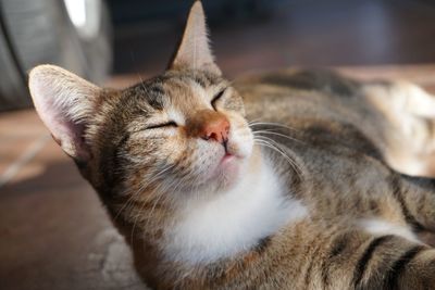 Close-up of cat sleeping