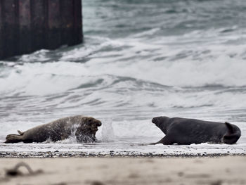 Two grey seals lying in sea short before a fight