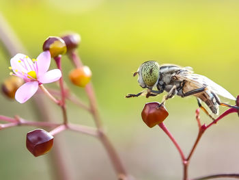 Close-up of insect on flower