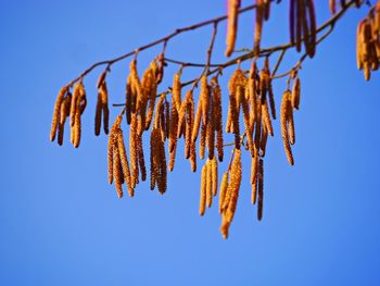 Low angle view of hanging tree against clear blue sky