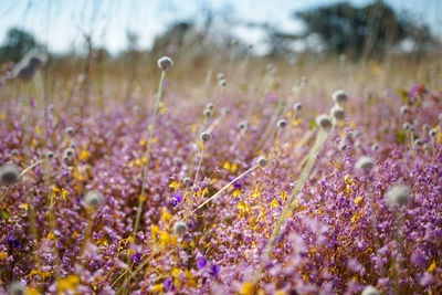 Close-up of purple flowering plants on field