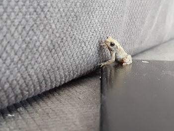 Close-up of lizard on wall