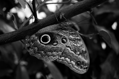 Close-up of butterfly on leaf