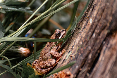 Close-up of lizard on tree trunk