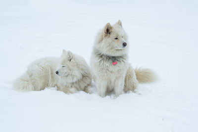 Two dogs on snow covered field