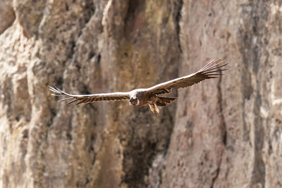 Close-up of bird flying over rock