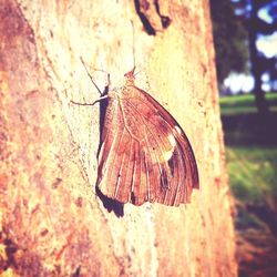 Close-up of butterfly on leaf