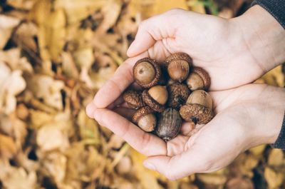 Cropped hands holding acorns during autumn