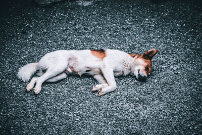 High angle view of cat lying on road