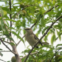 Low angle view of birds perching on branch