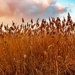 View of stalks in field against cloudy sky