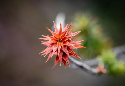 Close-up of plant