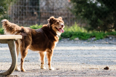 Close-up of dog