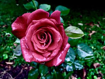 Close-up of wet rose