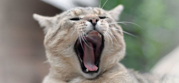 Close-up of cat yawning outdoors