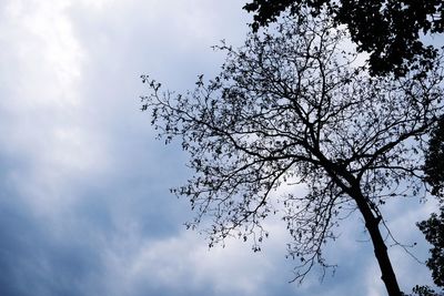 Low angle view of silhouette tree against sky