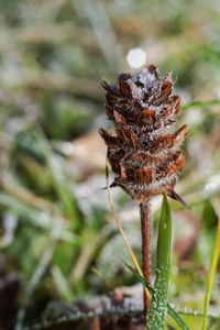 Close-up of wilted flower