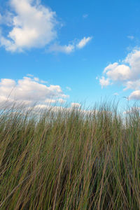 Scenic view of field against cloudy sky