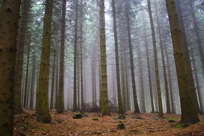 Trees in forest