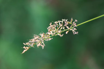 Close-up of flowering plant against blurred background