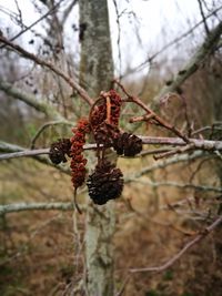 Close-up of pine cones on branch