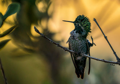 Close-up of bird perching on branch