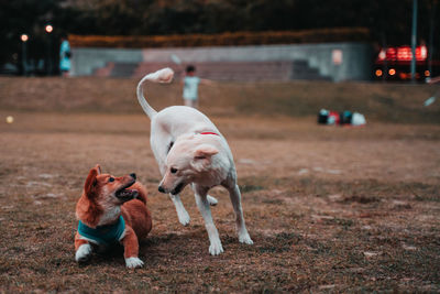 Dogs standing on land