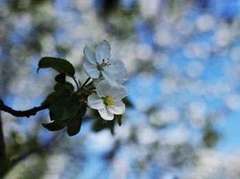 Close-up of white cherry blossom tree