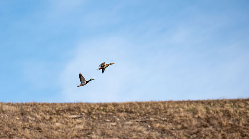 Bird flying in the sky