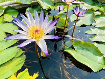 Close-up of lotus water lily in pond