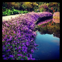 Purple flowers in pond