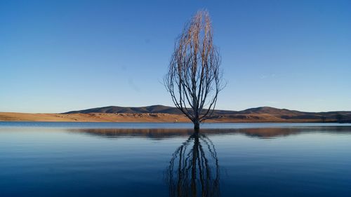 View of bare tree in calm lake