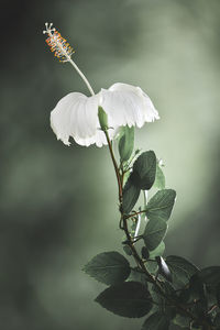 White hibiscus flowers with yellow stamens are beautiful in the garden.