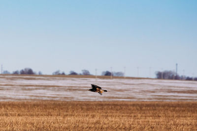 Bird on a field