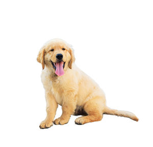 Portrait of golden retriever against white background