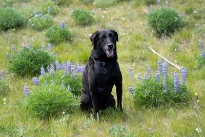 Black dog in a field