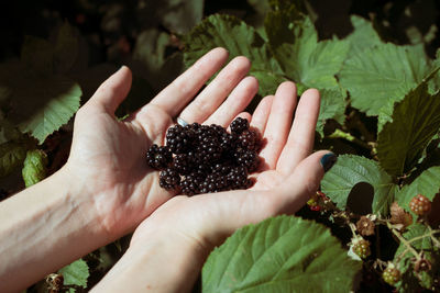 Cropped image of hand holding fruit