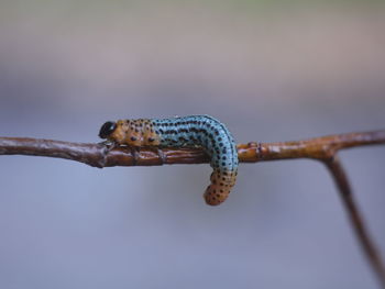Close-up of crab on branch