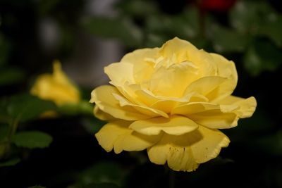 Close-up of yellow rose