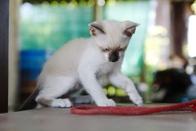 White cat looking away