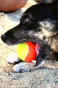 Close-up of dog holding ball