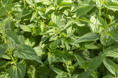 Nettle.thickets of stinging nettle.natural natural background.