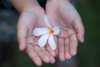 Close-up of hand holding flower