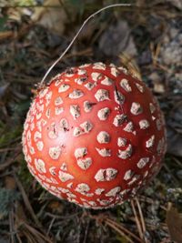 Close-up of fly agaric mushroom on field