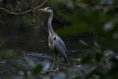 Gray heron in lake