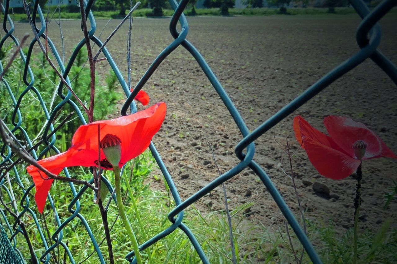 red, fence, chainlink fence, flower, plant, growth, protection, nature, safety, field, metal, fragility, beauty in nature, day, grass, security, park - man made space, close-up, leaf, no people