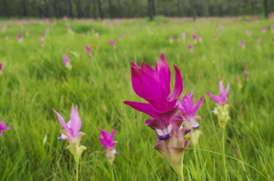 Close-up of pink flowering plants on field