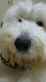 Close-up of white dog