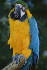 Close up of a vibrant parrot